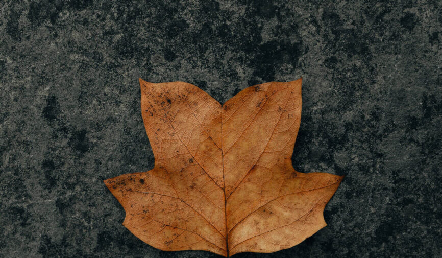 clay-banks-qcse15im24I-unsplash